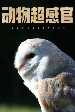 动物超感官
