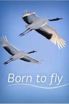 生而飞翔