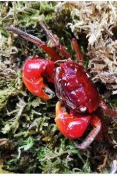 行走的红地毯圣诞岛红蟹