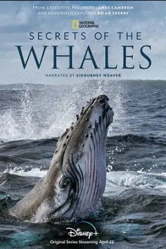 鲸鱼的秘密第一季