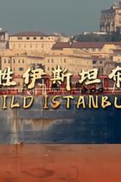 野性伊斯坦布尔粤语