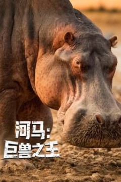 河马：巨兽之王