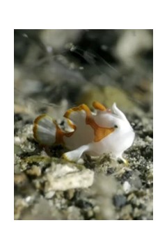 纪录片：海底世界