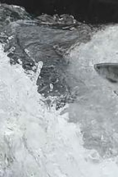 动物星球之解冻的生物