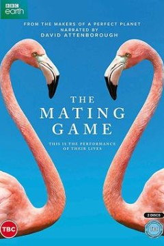 求偶游戏中配版