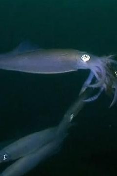 乌贼在一个晚上爱与死亡