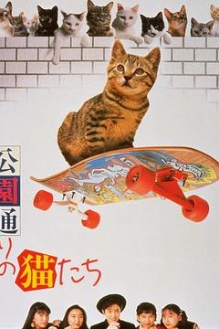 公园路的猫们